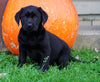 AKC Registered Black Labrador Retriever For Sale Sugarcreek, OH Female- Amber