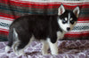Siberian Husky For Sale Fredericksburg, OH Female- Rose