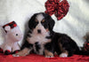 ACA Registered Bernese Mountain Dog For Sale Fredericksburg, OH Female - Sadie