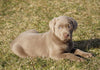 AKC Registered Silver Labrador Retriever For Sale Sugarcreek, OH Female- Lexi