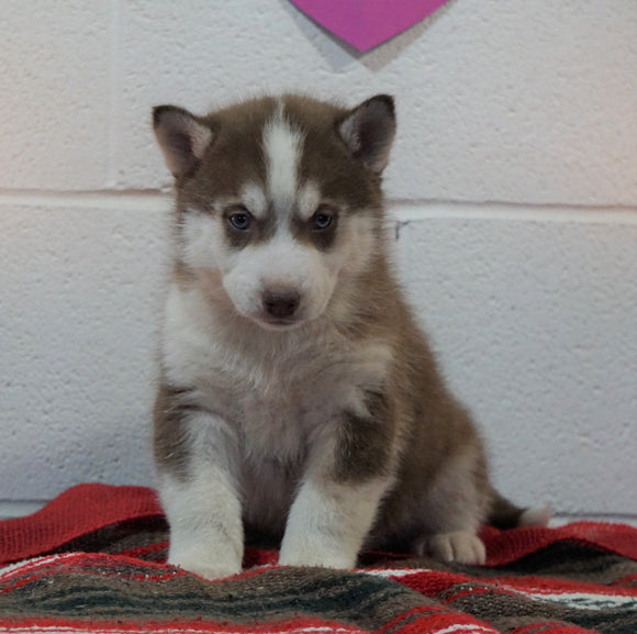 Siberian Husky For Sale Fredericksburg, OH Male - Brevin