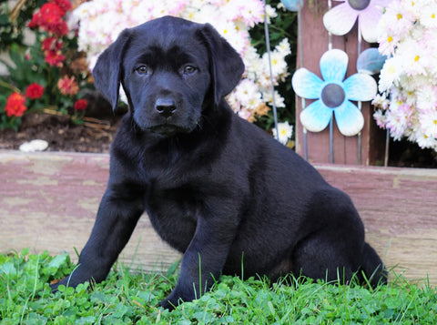 AKC Registered Black Labrador Retriever For Sale Sugarcreek, OH Female- Amber