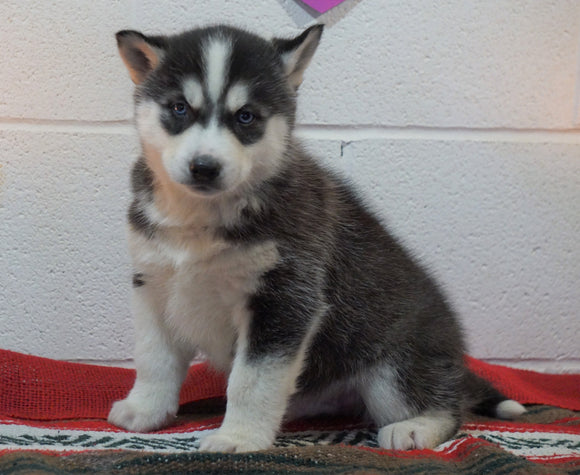 Siberian Husky For Sale Fredericksburg, OH Male - Brock