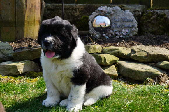 AKC Registered Newfoundland Puppy For Sale Fresno Ohio Male Gus