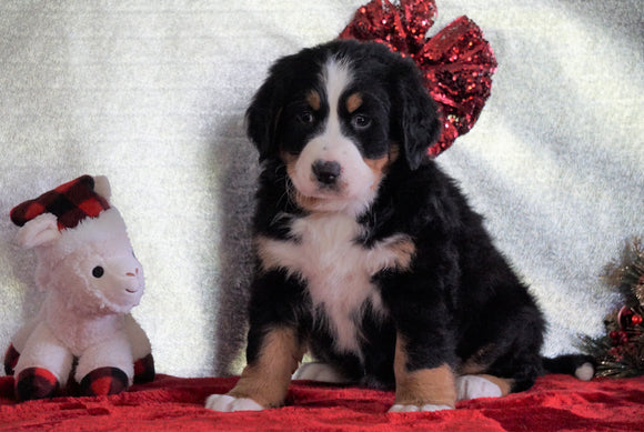 ACA Registered Bernese Mountain Dog For Sale Fredericksburg, OH Female - Daisy