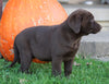 AKC Registered Charcoal Labrador Retriever For Sale Sugarcreek, OH Female- Paisley