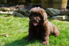 AKC Registered Newfoundland Puppy For Sale Fresno Ohio Male Joey