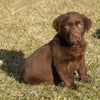 AKC Registered Labrador Retriever For Sale Sugarcreek, OH Male- Luke