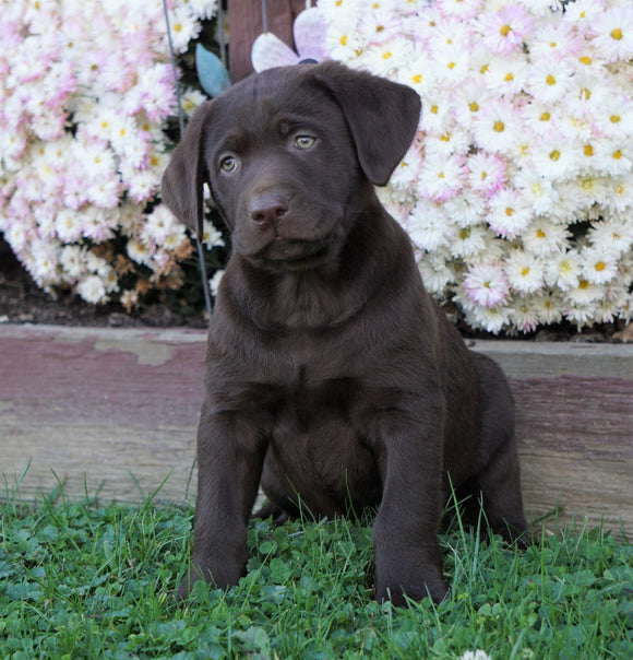 AKC Registered Chocolate Labrador Retriever For Sale Sugarcreek, OH Male- Walter