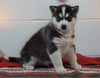 Siberian Husky For Sale Fredericksburg, OH Male - Brock