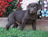 AKC Registered Chocolate Labrador Retriever For Sale Sugarcreek, OH Male- Walter