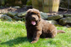 AKC Registered Newfoundland Puppy For Sale Fresno Ohio Male Bruno