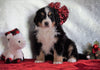 ACA Registered Bernese Mountain Dog For Sale Fredericksburg, OH Female - Penny