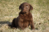 AKC Registered Labrador Retriever For Sale Sugarcreek, OH Male- Luke