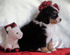 ACA Registered Bernese Mountain Dog For Sale Fredericksburg, OH Female - Penny