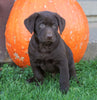 AKC Registered Chocolate Labrador Retriever For Sale Sugarcreek, OH Male- Walter