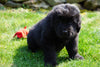 AKC Registered Newfoundland Puppy For Sale Fresno Ohio Male Jet