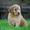 Medium F1BB Goldendoodle For Sale Millersburg, OH Male- Rusty