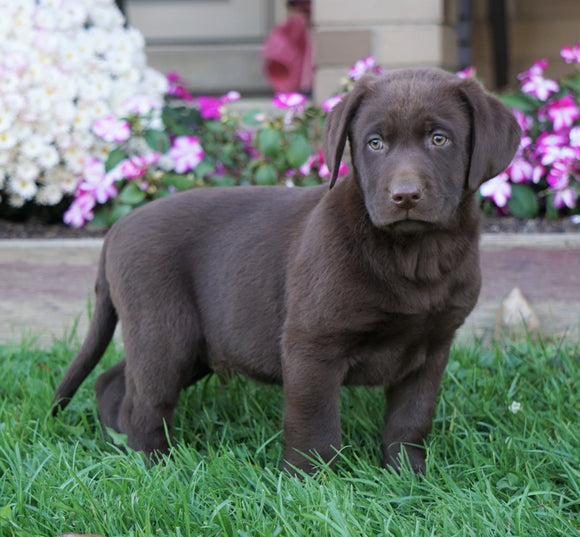 AKC Registered Chocolate Labrador Retriever For Sale Sugarcreek, OH Male- Asher