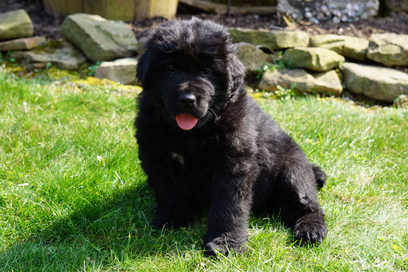 AKC Registered Newfoundland Puppy For Sale Fresno Ohio Male Ashes