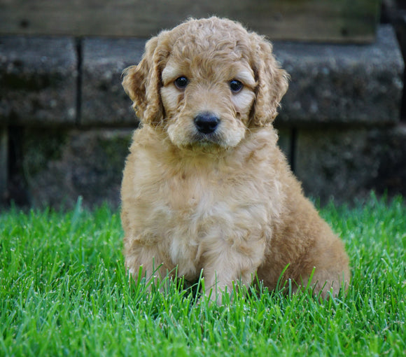 Medium F1BB Goldendoodle For Sale Millersburg, OH Male- Rusty