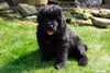 AKC Registered Newfoundland Puppy For Sale Fresno Ohio Male Ashes