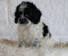Cockapoo For Sale Dundee OH, Male - Gunner