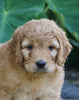 Medium F1BB Goldendoodle For Sale Millersburg, OH Male- Rusty