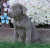 AKC Registered Silver Labrador Retriever For Sale Sugarcreek, OH Male- Hunter