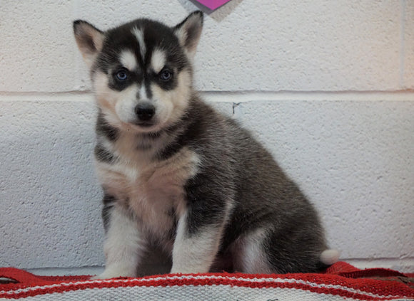 Siberian Husky For Sale Fredericksburg, OH Male - Brady