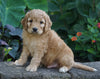 Medium F1BB Goldendoodle For Sale Millersburg, OH Male- Rusty