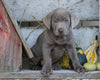 AKC Registered Silver Labrador Retriever For Sale Sugarcreek, OH Male- Hunter