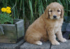 Medium F1BB Goldendoodle For Sale Millersburg, OH Male- Rusty