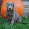 ACK Registered Silver Labrador Retriever For Sale Sugarcreek, OH Male- Chestnut