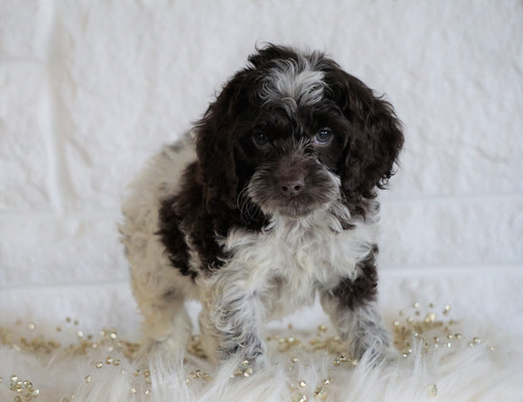 Cockapoo For Sale Dundee OH, Male - Leo