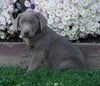 ACK Registered Silver Labrador Retriever For Sale Sugarcreek, OH Male- Chestnut