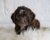 Cockapoo For Sale Dundee OH, Female - Mandi