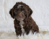 Cockapoo For Sale Dundee OH, Female - Mandi