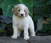 Medium F1BB Goldendoodle For Sale Millersburg, OH Male- Roscoe