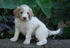 Medium F1BB Goldendoodle For Sale Millersburg, OH Male- Roscoe