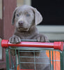 AKC Registered Silver Labrador Retriever For Sale Sugarcreek, OH Female- Ginger