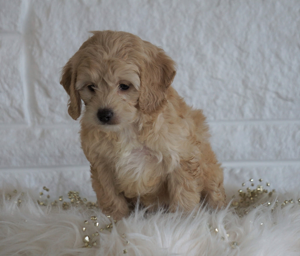 Cockapoo For Sale Dundee OH, Female - Winnie – AC Puppies LLC