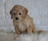 Cockapoo For Sale Dundee OH, Female - Winnie