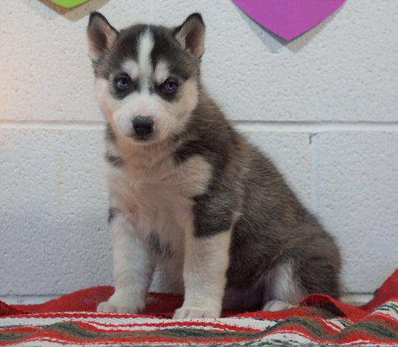 Siberian Husky For Sale Fredericksburg, OH Male - Bentley