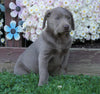 AKC Registered Silver Labrador Retriever For Sale Sugarcreek, OH Female- Ginger