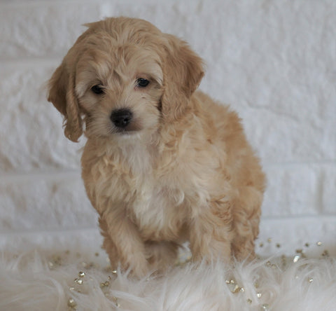Cockapoo For Sale Dundee OH, Female - Winnie