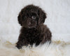 Cockapoo For Sale Dundee OH, Female - Jenny