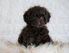 Cockapoo For Sale Dundee OH, Female - Jenny