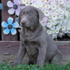 AKC Registered Silver Labrador Retriever For Sale Sugarcreek, OH Female- Autumn