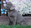 AKC Registered Silver Labrador Retriever For Sale Sugarcreek, OH Female- Autumn